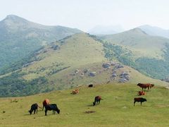 -大姆山草场