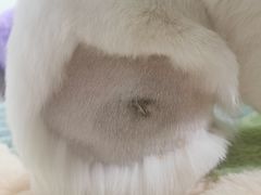 -艾贝尔宠物诊疗