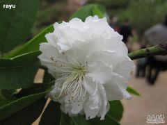 -南国桃园旅游度假区