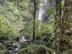 -莫里热带雨林景区