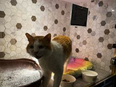 -宠爱国际动物医院·消化内科·心肾内科·ISFM猫友好(望京店)