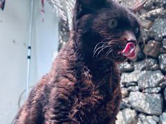 -喵屿·大理花园猫咖