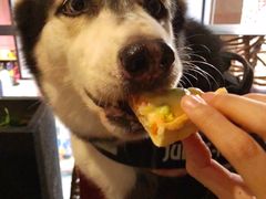 -百好乐宠物友好餐厅(朝外大街店)