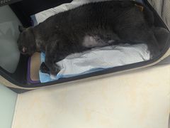 -纳吉亚猫专科动物医院博雅分院