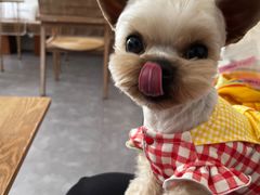 -沏点Trattoria意大利餐厅(新街口店)