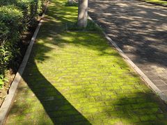 -洛阳市隋唐城遗址植物园