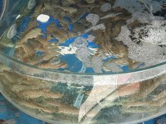 -四海蒸鲜蒸汽海鲜自助(北戴河店)