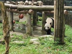 -都江堰中华大熊猫苑