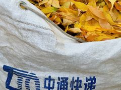 -三里屯东五街银杏大道