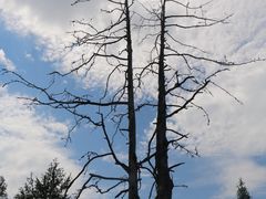 -阿尔山市大兴安岭奥伦布坎景区