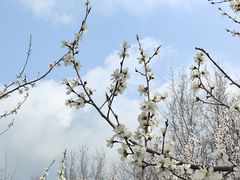 -丁香湖公园