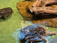 -重庆欢乐海底世界