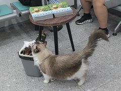 -四月宠物医院·猫专科·心脏专科·内科(转塘店)