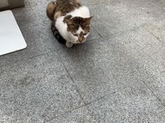-上海佘山世茂艾美酒店