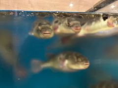 -天正河鲀·河豚亭(大连店)