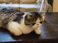 -滚猫咖啡·猫咖·猫友好撸猫(未来城店)