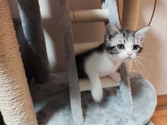 -欣宠猫屋·矮脚拿破仑·蓝金金渐层