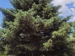 -黑龙江省森林植物园