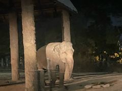 -清迈夜间动物园