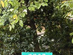 -鸡鸣赐茶(鸡鸣寺路店)