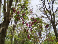 -西青郊野公园