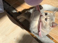 -猫大福·Fortune Cat猫舍(百子湾店)