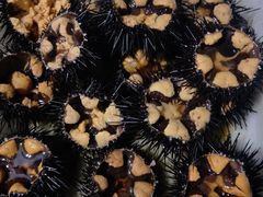 -海胆小馆(东北水饺·春柳店)