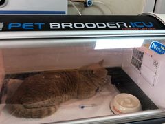 -A猫a狗全科·犬猫异宠·芥西宠物医院(南开总院)