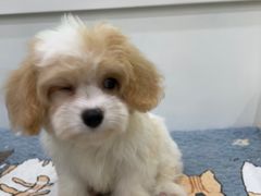 -瑞鹏宠物医院犬猫全科(真大分院)