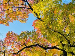 -上海市嘉定区中医医院