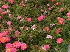 -人民公园(罗湖区)