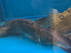 -一品江南韵·淮扬菜