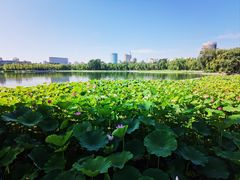 -莲花池公园