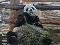 -西霞口神雕山野生动物世界