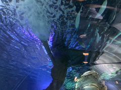 -凯莉-塔尔敦海洋生物水族馆