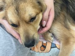 -瑞鹏宠物医院犬猫全科(真大分院)