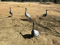 -鄱阳湖国家湿地公园