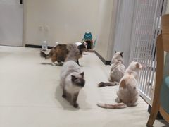 -藏猫猫咖啡主题馆(中央大道店)