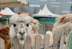 -萌宠亲子动物乐园(槐房万达店)