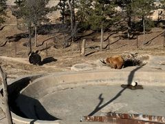 -青藏高原野生动物园