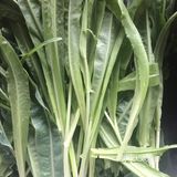 蒜香油麦菜