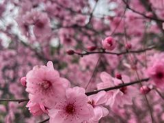 -铁山坪森林公园