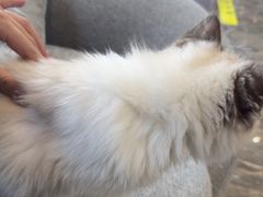 -宠爱国际动物医院·消化内科·心肾内科·ISFM猫友好(望京店)