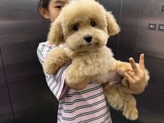 -FAELING PETS美天灵宠物(富力广场店)