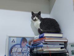 -萌兽医馆·宠物医院·猫骨科(创景店)