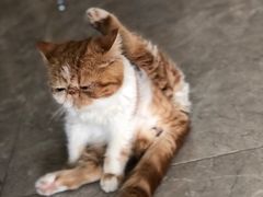 -有猫儿腻咖啡厅.猫咖