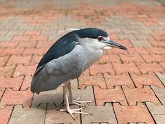 -吉隆坡雀鸟公园
