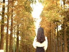 -昆山城市生态森林公园