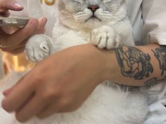 -momokira米努特·德文卷毛猫·棉花面纱犬