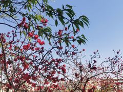 -桃花堤公园